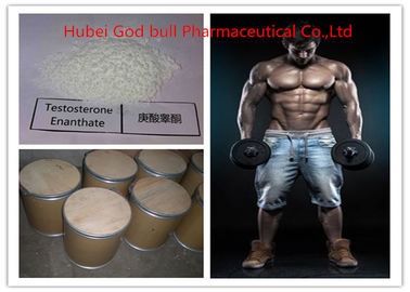 Porcellana 315-37-7 steroide anabolizzante farmaceutico del testosterone, polvere legale di Enanthate del testosterone fornitore