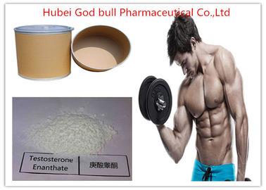 Porcellana Steroide anabolizzante di massa del testosterone del muscolo, steroide crudo di Enanthate del testosterone di CAS 315-37-7 fornitore