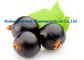 Ribes nigrum porpora scuro L dell'estratto del ribes nero per CAS antinvecchiamento 84082-34-8 fornitore