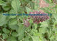 Rosso arancio 568-72-9 della polvere cinese dell'erba di Danshen di salvia miltiorrhiza fornitore
