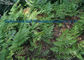Giallo brunastro della polvere 1-1-38 di erbe dell'estratto di Rhizoma Drynariae per dolore del rilascio fornitore